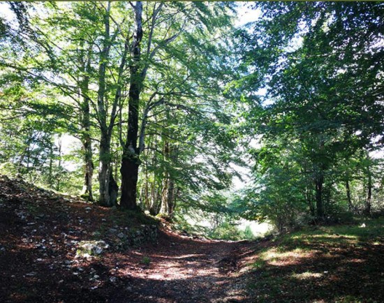 Piano Assestamento Forestale 4